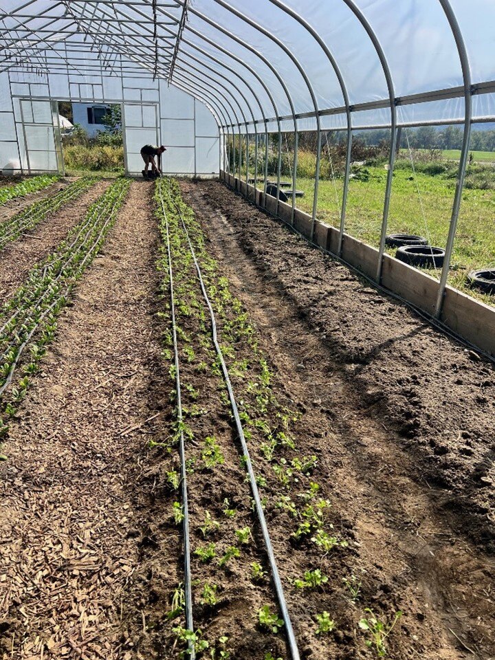 Greenhouse 1