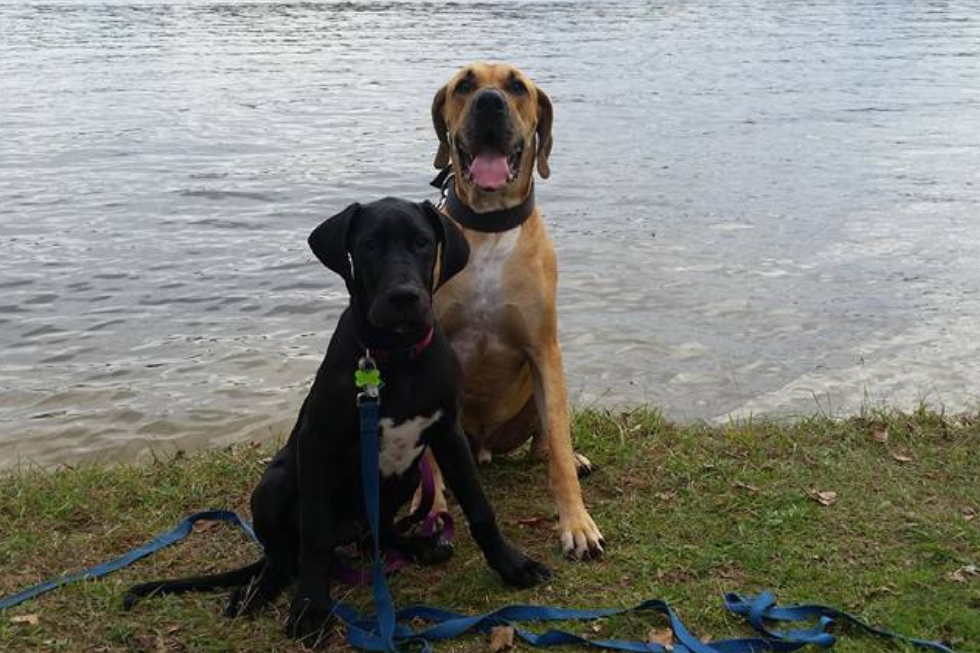 Hallam Dog Days (2)