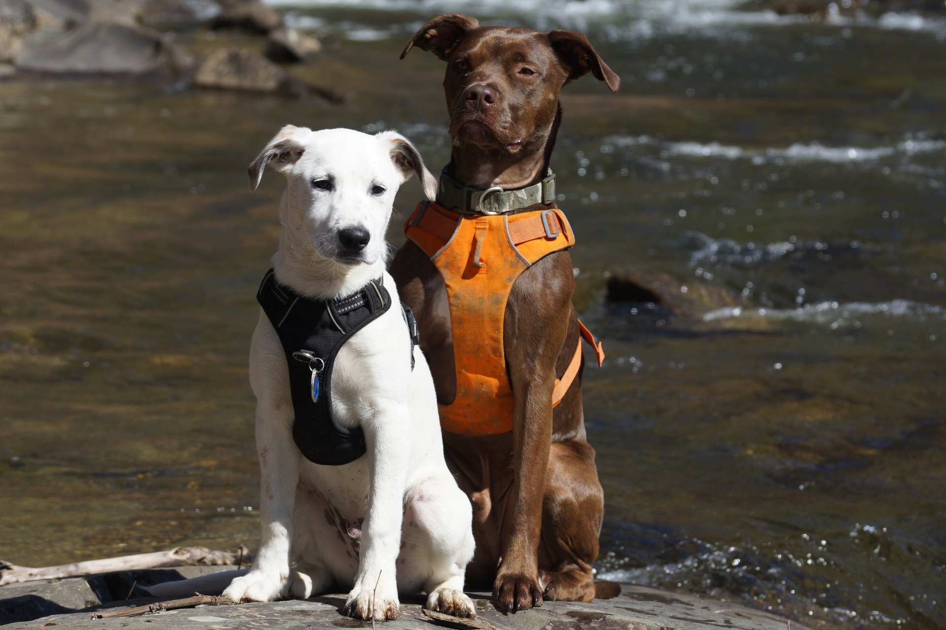 Hallam Dog Days (5)