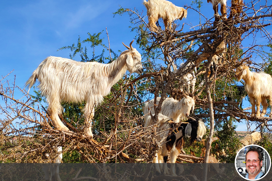 Morocco Goat Trees