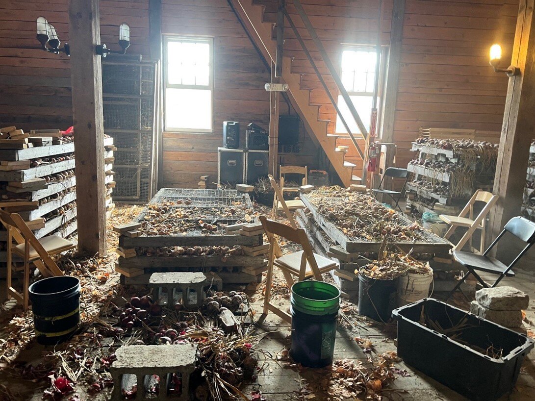 Onion Processing Station2
