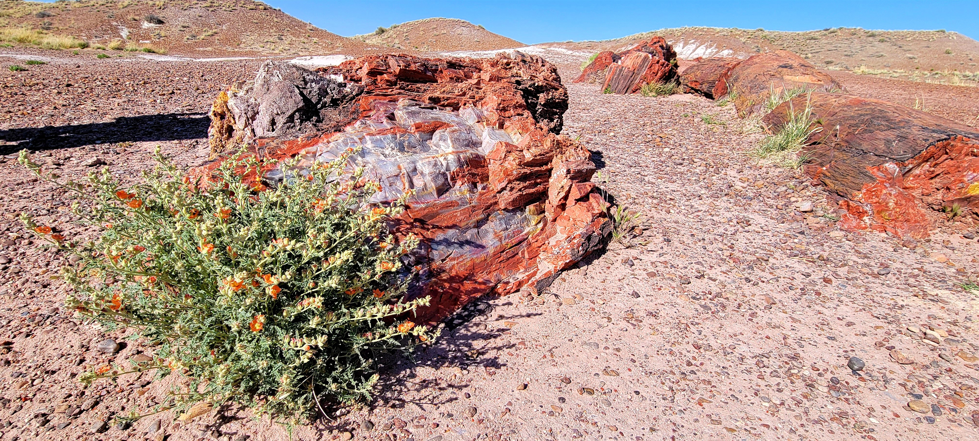 Petrified Forest