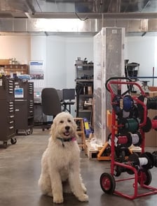 shop dog