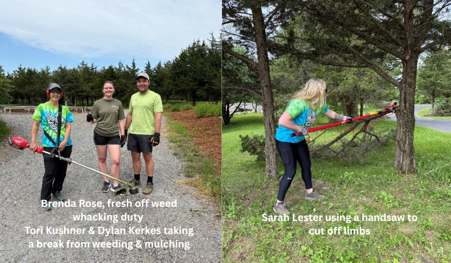Weeds and Limb Trimming (900 x 525 px)