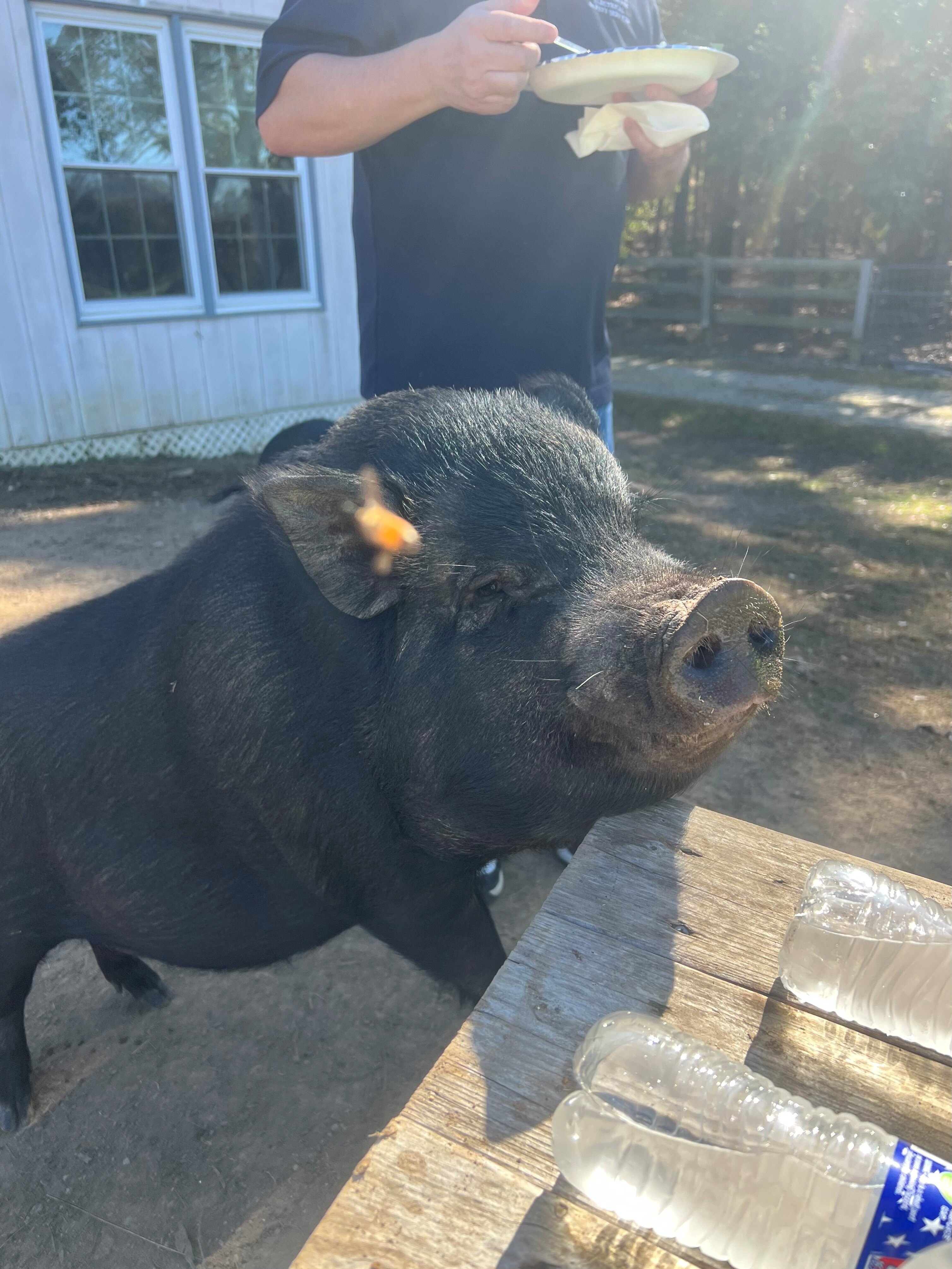 begging pig