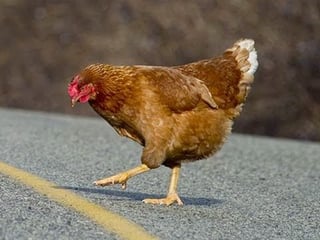 Why Did The Chicken Cross The Road